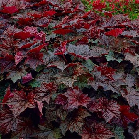 HEUCHERA PALACE PURPLE ΕΟΥΧΕΡΑ Horomidis Agronomic Corp