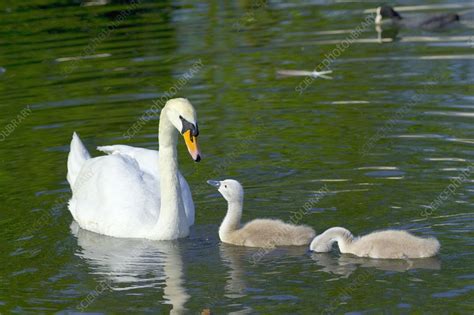 Mute swan and cygnets - Stock Image - Z828/0093 - Science Photo Library