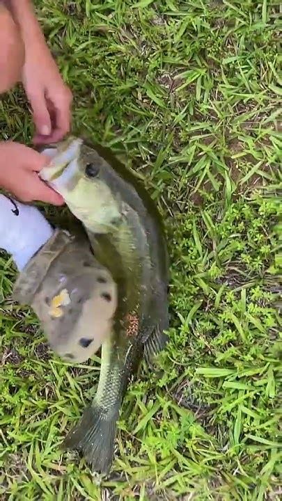 Catching Big Bass With Live Blues Gills Fishing Bluegill Bassfishing