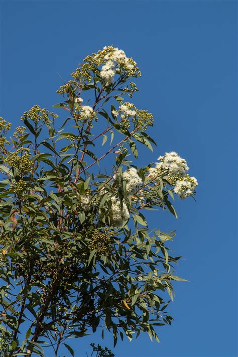 Gummibaum Eukalyptus Blumen Kostenloses Foto Auf Pixabay Pixabay