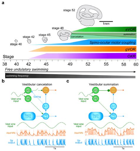 Developmental Plasticity Of Locomotion Related Spino Ocular And