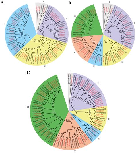 IJMS Free Full Text Genome Wide Analysis Of The RNA Helicase Gene