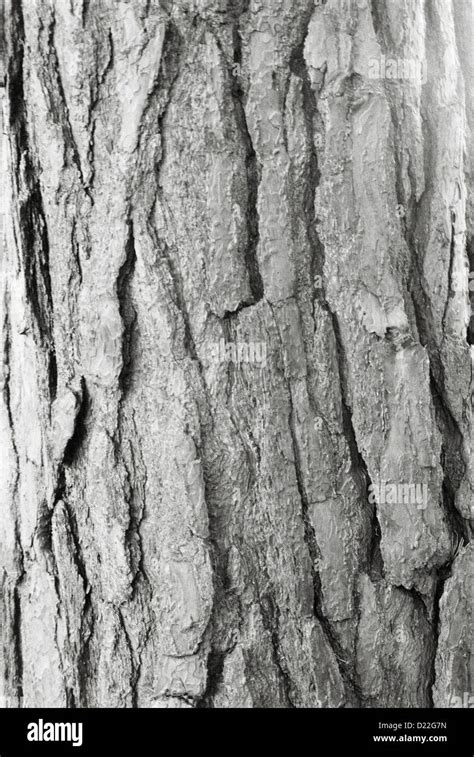 Black And White Tree Bark Stock Photo Alamy