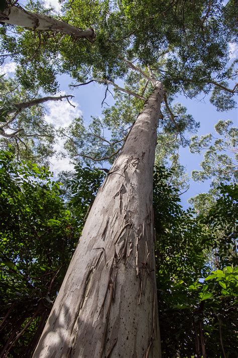 Banco De Imagens Rvore Natureza Floresta Rocha Ramo Plantar