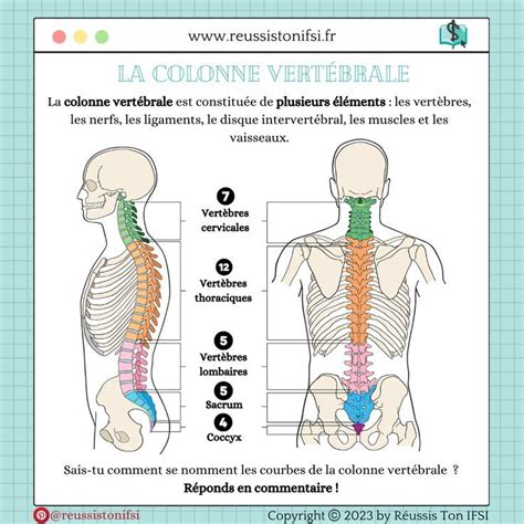 La Colonne Vert Brale Ainsi Axial Skeleton Spinal Cord Anatomy