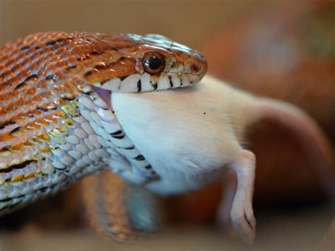 Lizards - Reptiles Magazine