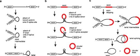 Regular Linear Splicing A And Two Models For The Formation Of