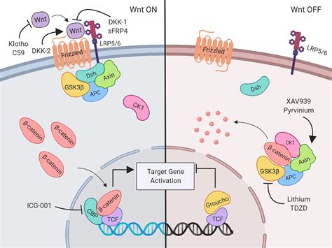 Wntβ Catenin In Acute Kidney Injury And Progression To Chronic Kidney