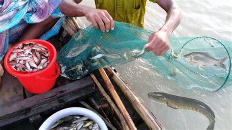 সোহেলের চায়না দুয়ার দিয়ে নদীতে মাছ ধরা। Fishing In River By Ring Net