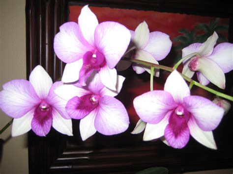 Purple white orchids wallpaper | 2048x1536 | #31517