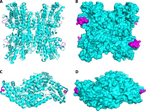 Structures Of The S Adenosyl L Homocysteine Hydrolase PDB Accession