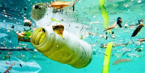 Consecuencias De Abandonar Basura En La Naturaleza Complejo Para