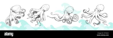 Vintage octopus. Sea kraken. Cephalopod animal sketch. Aquatic squid or tentacle anatomy ...