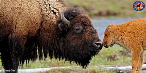 It's National Bison Day! | Defenders of Wildlife