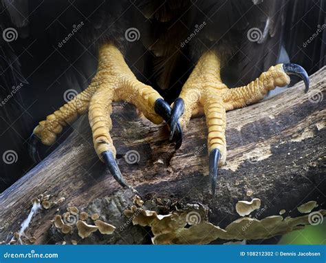 Feet and Claws Og the White-tailed Eagle Stock Photo - Image of prey ...