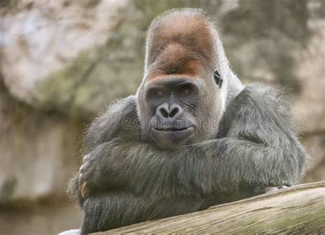 Gorilla Poses Stock Photos - Free & Royalty-Free Stock Photos from ...