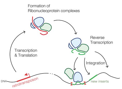 Transposable Elements || DNA & the technology of life