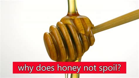 Why Does Honey Not Spoil Funfacts Funfact Youtube