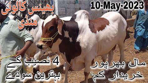 Bhains Colony Cow Mandi Latest Rates Update 10 May 2023 4 Naseeb K