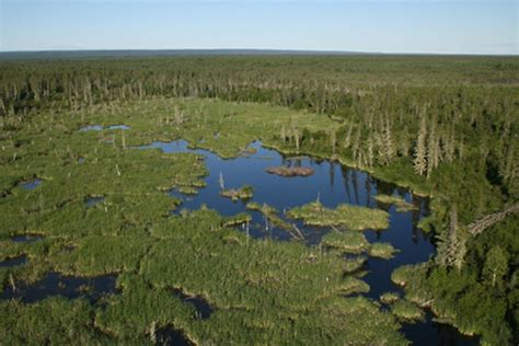 The Worlds Largest Beaver Dam Is In Alberta You Can Literally See It