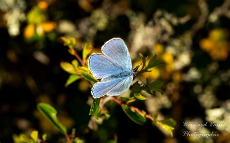 Papillon Argus Bleu Azur Bernard Vassel Flickr