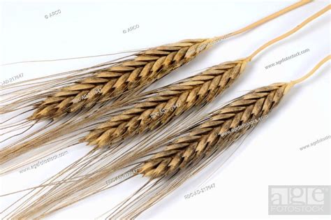 Wild Wheat, Triticum boeoticum, Stock Photo, Picture And Rights Managed ...