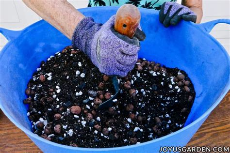 Dracaena Repotting How To Repot A Large Dracaena Lisa