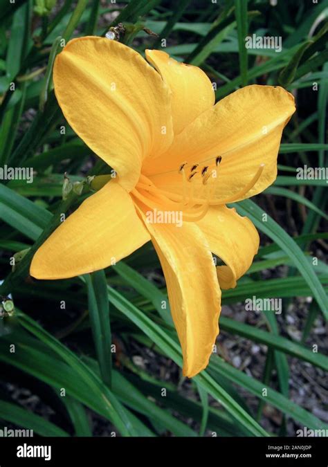 Hemerocallis Orange Prelude Stock Photo Alamy