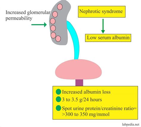 Albumin (Serum Albumin) – Labpedia.net