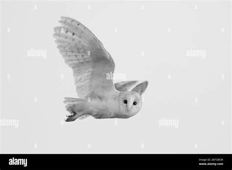 Barn owl flying in York, England, UK Stock Photo - Alamy