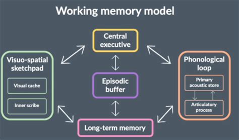 Working Memory Model Flashcards Quizlet