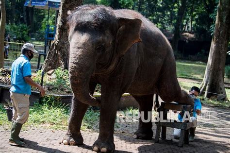 Kebun Binatang Bandung Akan Tambah Sepasang Gajah IHRAM