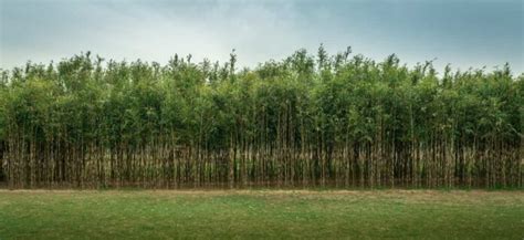 Bamboo Farming Business Plan: How Bamboo Could be the Next Eco-Friendly Business