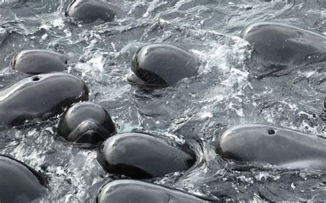 Mueren Las 97 Ballenas Que Quedaron Varadas En Una Playa De Australia