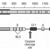 The Schematic Representation Of NUCB2 Exon Composition And The