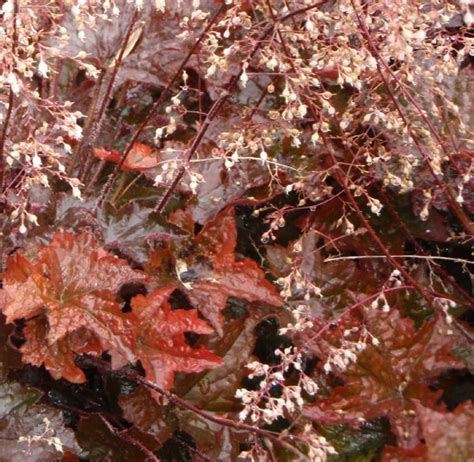 Gärtnerei StaudenSpatz Heuchera micrantha Palace Purple