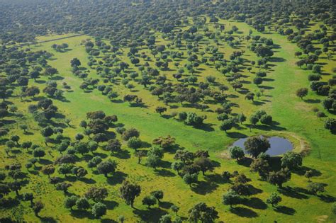 Dehesa Montado Landscape In Western Iberia Photo Credit Staffan