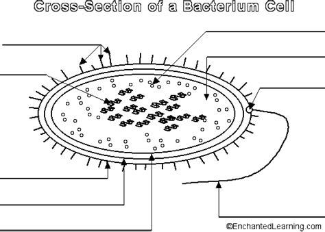 Label The Bacterium Cell