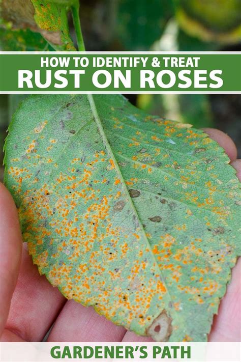 How To Identify And Treat Rose Rust Gardeners Path Rose Plant Care