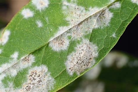 Hdb Mnh Plant Doctor Powdery Mildew On Plants