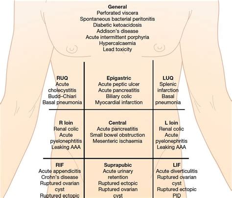 Stomach Anatomy Quadrants