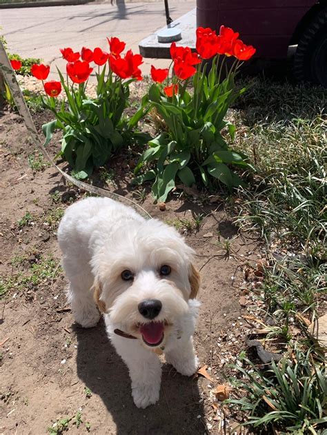 Cavoodle Full Grown
