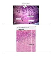 Understanding the Uterus: A Histological Examination of the | Course Hero