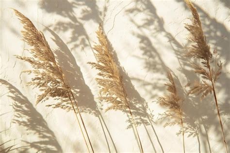 Premium Photo Snapshot A Closeup Of Dried Grasses Casting Long Shadows On An Offwhite Wall