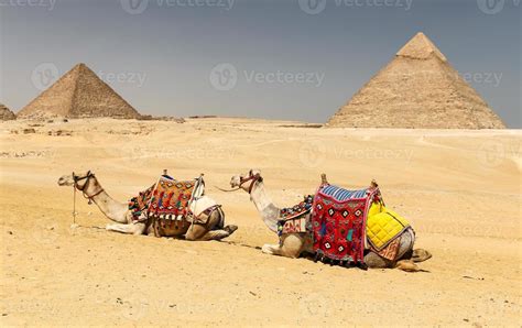 Camelos No Complexo Da Pir Mide De Giz Cairo Egito Foto De