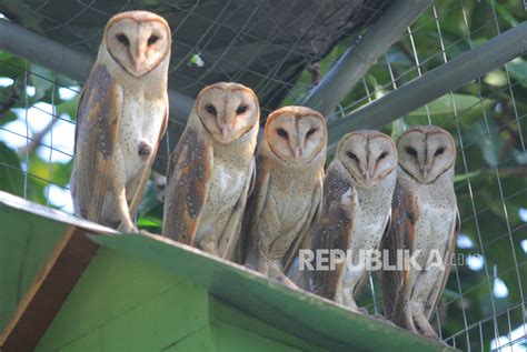 Petani Lampung Diminta Siapkan Burung Hantu Kendalikan Hama Republika