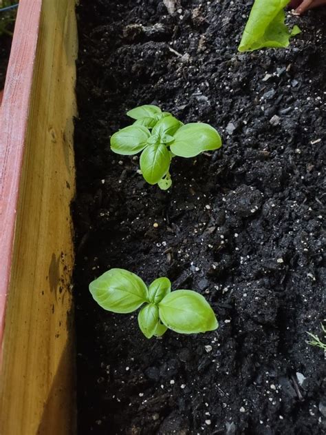 Pin By Jackie Nowak On Garden 2021 Basil Vegetables Celery