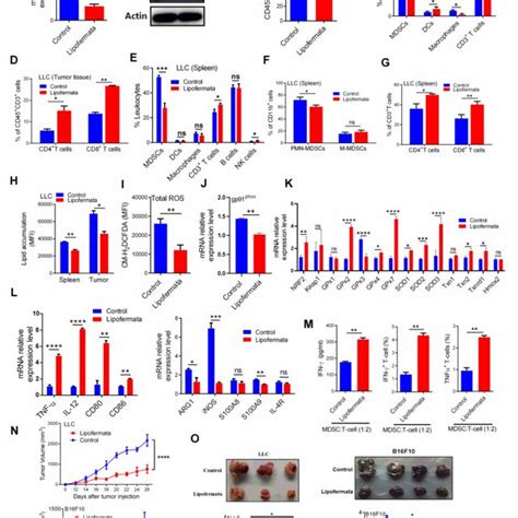 Gm Csf Induces Fatp2 Expression By Stat3 Activation In Tumor Mdscs