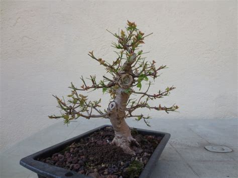 Erable champêtre Les chuhin et autres grands bonsaï ParlonsBonsai