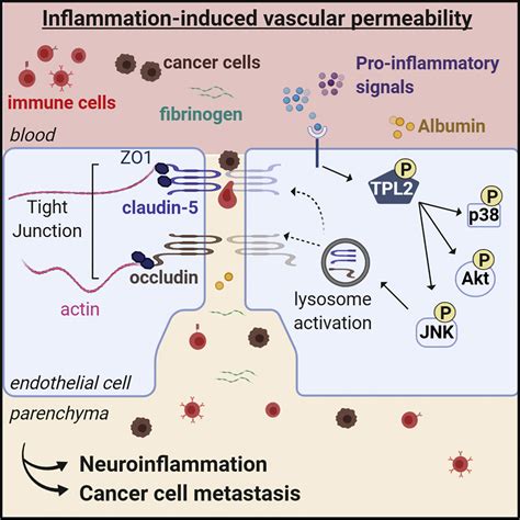 Endothelial Tpl2 Regulates Vascular Barrier Function Via Jnk Mediated